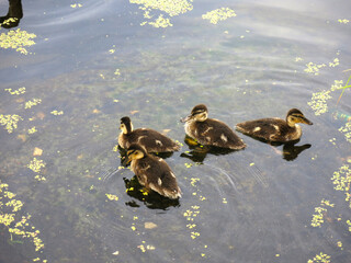 Wall Mural - ducks swim in the pond in summer