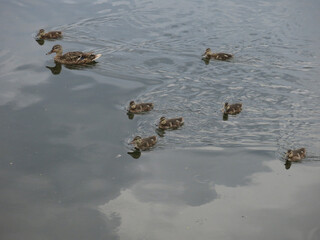 Wall Mural - ducks swim in the pond in summer