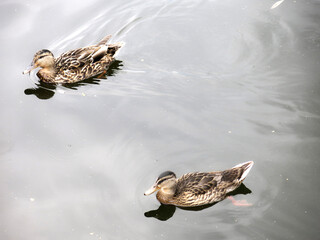 Wall Mural - ducks swim in the pond in summer