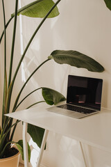 Wall Mural - laptop on clean white surface with tropical leaves. modern office aesthetic