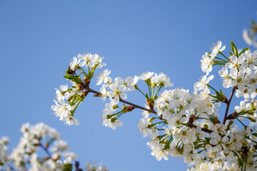 Wall Mural - A bunch of white flowers on a tree branch against a blue sky