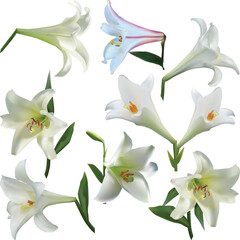 Wall Mural - set of nine light lily blooms isolated on white