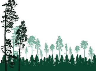 Wall Mural - cyan pine forest isolated on white illustration