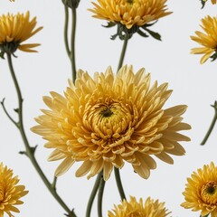 a single chrysanthemum flower in golden yellow, isolated on white.