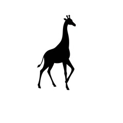 Wall Mural - Black Silhouette of a Giraffe Icon Illustration on a White Background