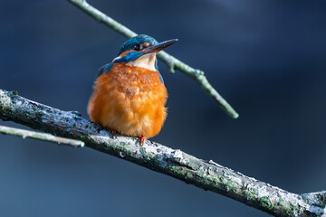 Eisvogel im Herbst auf einem Ast / Vogel / Kingfisher