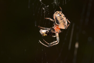 Wall Mural - little spider lurking in its web