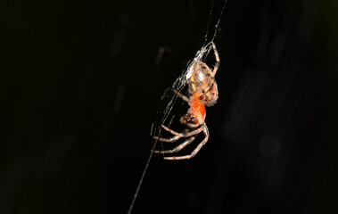 Wall Mural - little spider lurking in its web