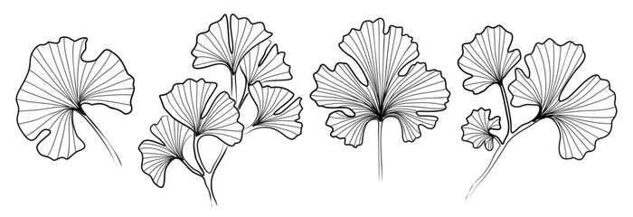 Naklejka na meble Set of Ginkgo Biloba leave line art drawing. Hand drawn black ink sketch. Modern design for tattoo, wedding invitation, logo, card, packaging. Trendy greenery vector illustration