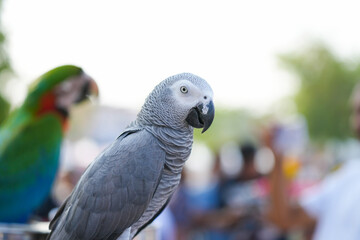 African Grey Parrot, Grey parrot Free-flying training bird standing on a perch.