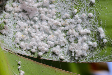 Wall Mural - Infestation of whitefly on the underside of the leaf. Egg patterns, cocoon, secretions and adult specimens.