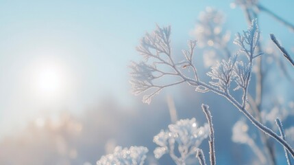 Wall Mural - Frost Covered Branches Glisten In Winter Sunlight