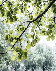 city park springtime leaves branch sunlight, background buildings, nature tranquility, website banne