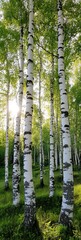 Poster - Majestic Birch Trees Standing Tall in a Verdant Forest with Sunlight Streaming Through Leaves : Generative AI