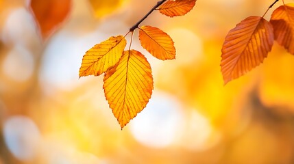 Poster - Autumn Leaves in Vibrant Colors Gracefully Hanging on a Branch with Blurred Background : Generative AI