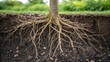 © DigitalSpace - Closeup of Root System A closeup shot of a healthy root system emerging from the soil layer showcasing its resilience and adaptability as it intertwines with the drainage layer
