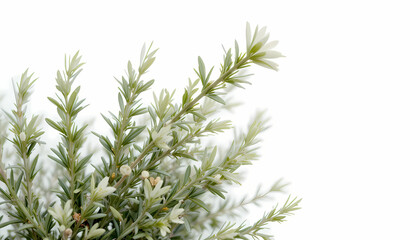 Wall Mural - White rosemary herb - Botanical clipart isolated on pure white background
