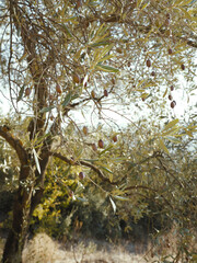 autumn leaves in the tree