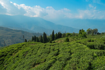 Tea plantation nestled amidst rolling hills in calm Darjeeling, West Bengal, India. Lush green tea bushes form a carpet of vibrant color, stretching towards misty mountain peaks of Eastern Himalayas