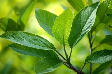 Fototapete - Close up of vibrant green leaves growing on a branch, illuminated by sunlight, creating a natural and fresh background