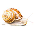 © Вячеслав Кравченко - snail isolated on transparent background