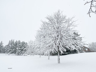 winter landscape.
