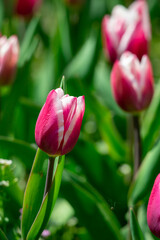 Wall Mural - Close-Up of Pink and White Tulip Flowers in a Sunlit Garden