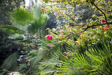 Wall Mural - plants in lush green tropical garden