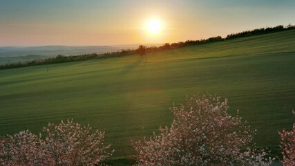 Wall Mural - spring rural nature landscape with blossoming flowering trees on green wavy rolling hills. amazing s