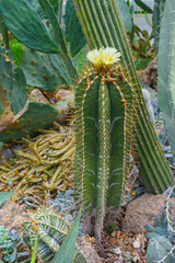 Blooming Cactus with yellow flower, Cactacea Juss Astrophytum ornatum, bishop cap or monk hood in natural environment in botanical garden. Greenhouse, hothouse, orangery, gardening, plant breeding