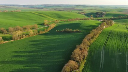 Wall Mural - aerial view of amazing green wavy hills with agricultural fields in spring. south moravia region, cz