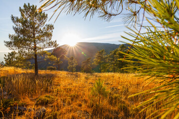 Sunlight streams through trees and golden grass on a hillside, creating a warm, scenic landscape