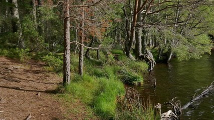 Wall Mural - Loch Garten in the Cairngorms