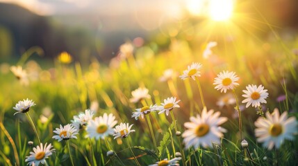 Wall Mural - Daisy Chamomile flowers field background. Beautiful nature scene with blooming chamomilles in sun flare. Sunny day. Summer flowers