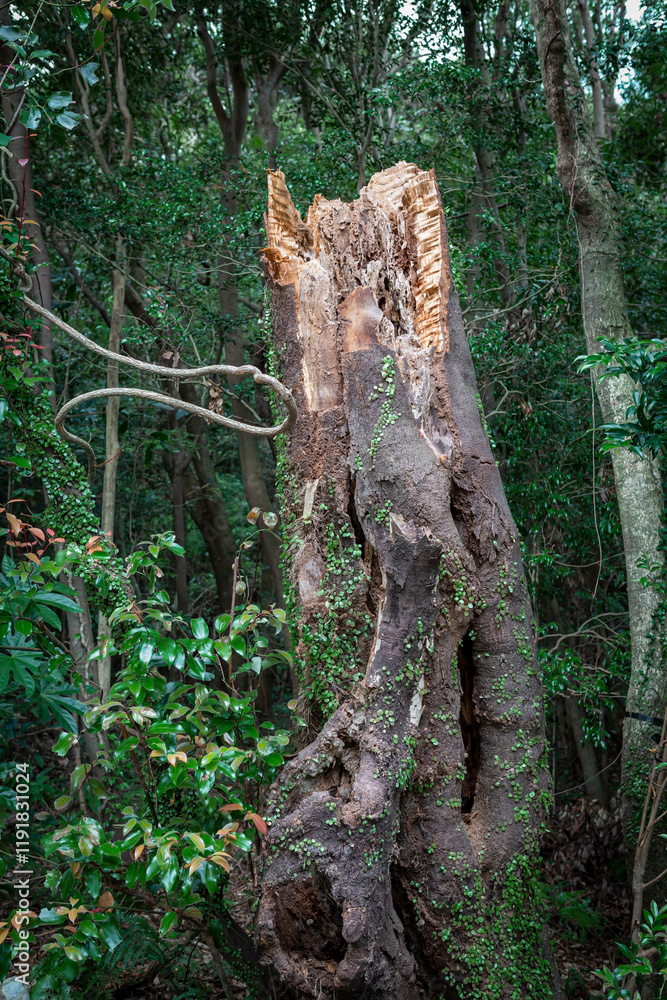 山中の倒木 Stock Photo | Adobe Stock