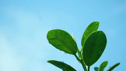 wet green leaves, blue sky background. focus selected