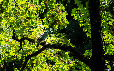 Wall Mural - Common wood pigeon perched in branch in sycamore maple leaves in the forest