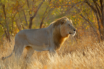 Wall Mural - big male african lion (panthera leo) at sunrise, kruger national park, south africa.