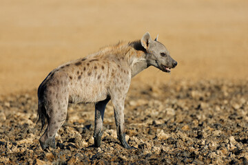 Wall Mural - A spotted hyena (Crocuta crocuta) in natural habitat, Kalahari desert, South Africa.