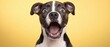 © BOJOShop - Shocked Dog  Amazed Puppy  Funny Pet  Cute Canine  Wide Eyes  Open Mouth  Yellow Backgroun