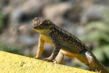 A lizard standing confidently on a bright yellow curb, with it's scales glistening in the sunlight. 