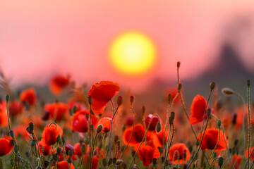 Wall Mural - Red poppy flowers against sunset sky