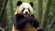 © Antonio - Panda enthusiastically eats a bamboo branch in a bamboo grove