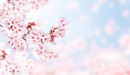 Aufkleber - Horizontal banner with sakura flowers of pink color on blue sky backdrop. Beautiful nature spring background with a branch of blooming sakura. Sakura blossoming season in Japan