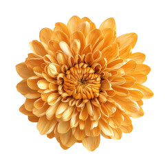 Wall Mural - Chrysanthemum flower isolated on transparent background, top View