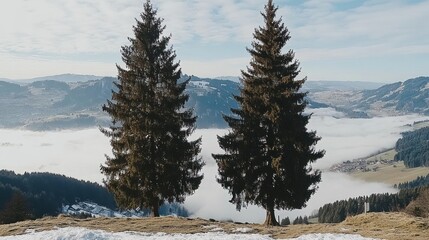 Wall Mural - two majestic evergreen trees stand tall on a snow-covered hilltop overlooking a sea of fog and dista