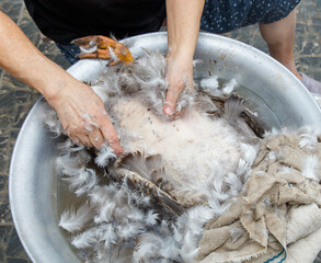 Wall Mural - A person is washing a bird's feathers in a metal bowl