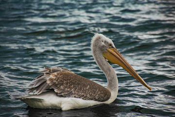 Pelican on the lake