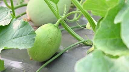 Wall Mural - Green melon cantaloupe growing in organic melon green house farm beautiful green leaves. green melon in farm background.