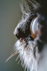 Wall Mural - A detailed shot of a feline's gaze, ideal for use in pet-related or wildlife photography contexts